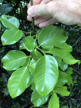 Gnetum luofuense C. Y. Cheng resmi