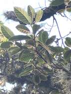 Image of Ficus velutina Humb. & Bonpl. ex Willd.