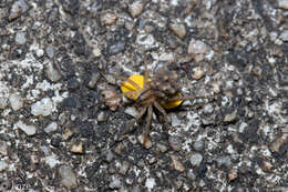 Image of Pardosa pseudoannulata (Bösenberg & Strand 1906)