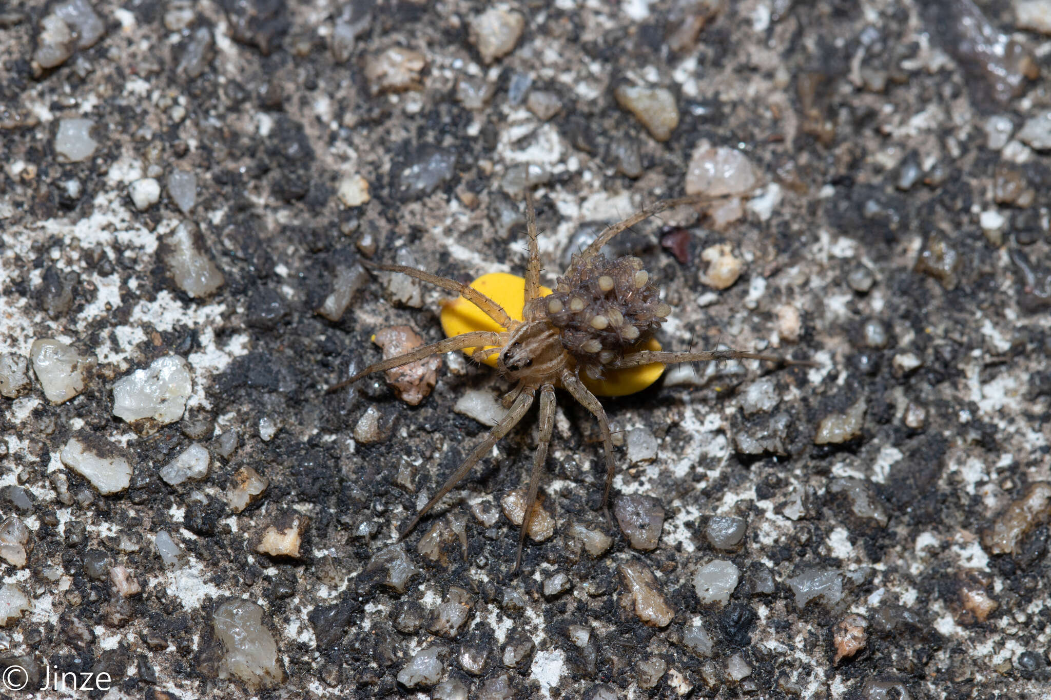 صورة Pardosa pseudoannulata (Bösenberg & Strand 1906)