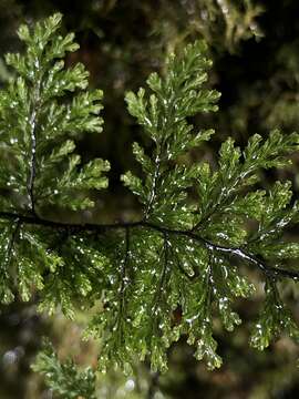 Image of Hymenophyllum plicatum Kaulf.