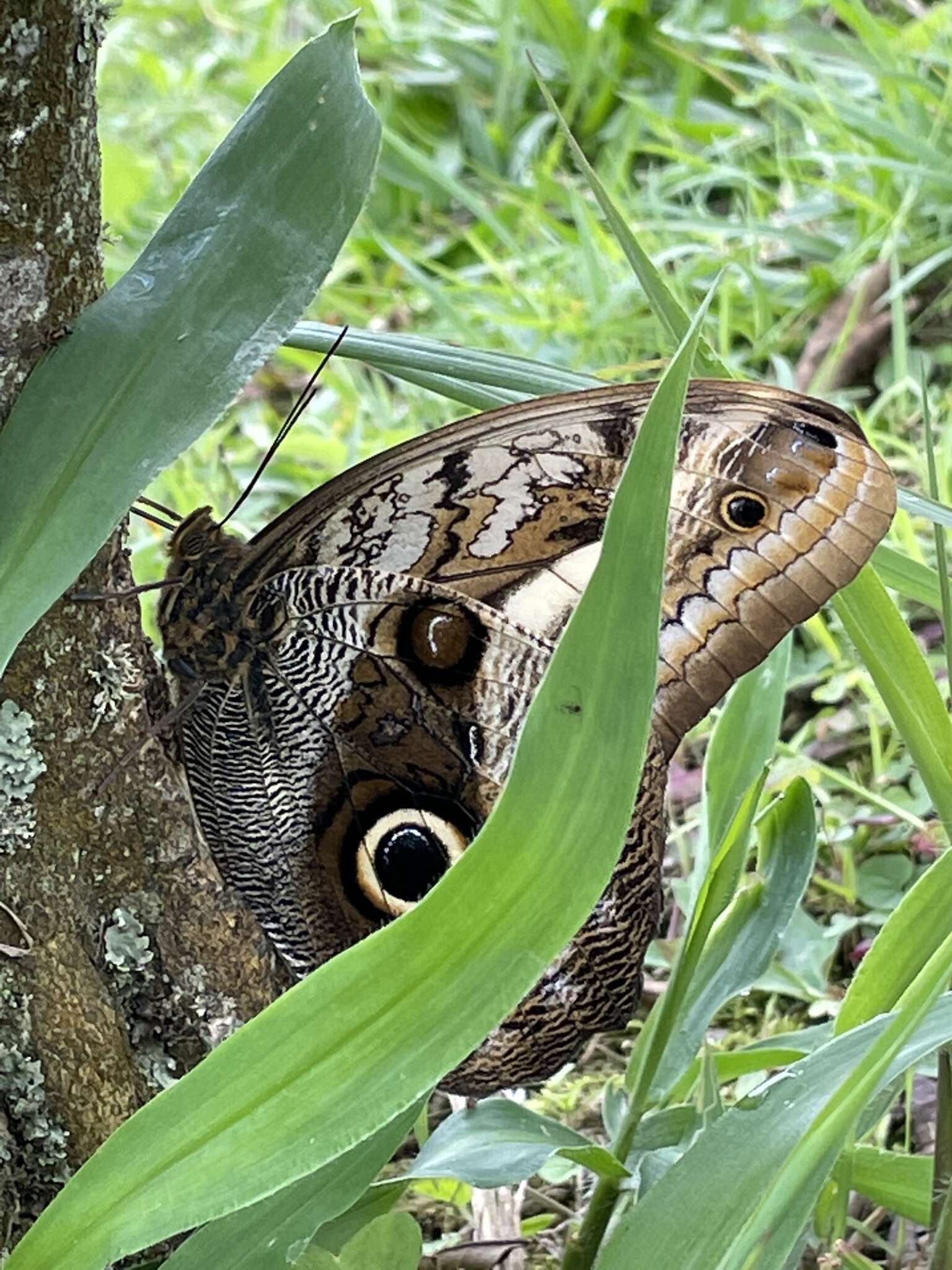 Plancia ëd Caligo oileus Felder 1861