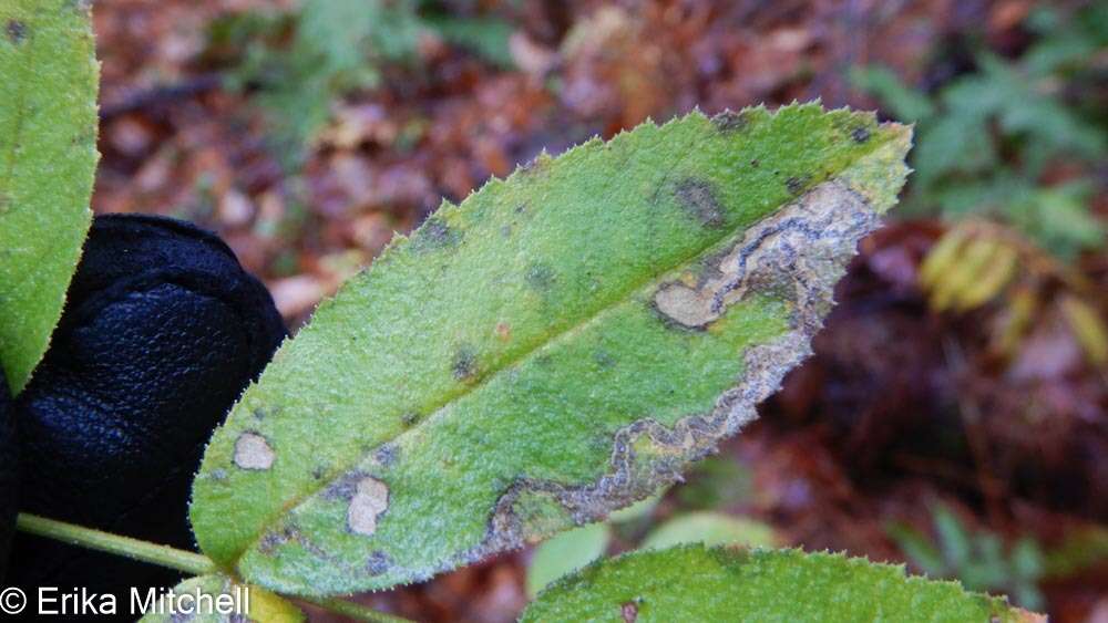 Image of Stigmella rosaefoliella (Clemens 1861) Wilkinson et al. 1979