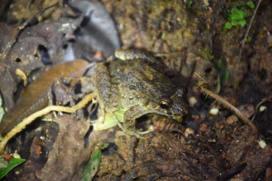 Image of Smooth-skinned ditch frog