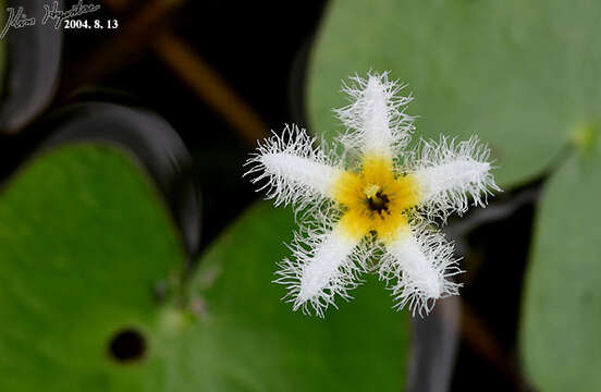 Image of Water-snowflake