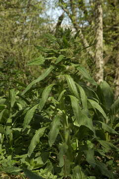 Sivun Cynoglossum dubium (Fisch. & C. A. Mey.) Greuter & Stier kuva