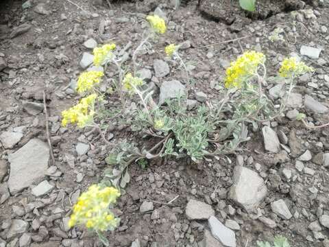 Sivun Alyssum obovatum (C. A. Mey.) Turcz. kuva