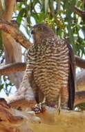 Image of Collared Sparrowhawk