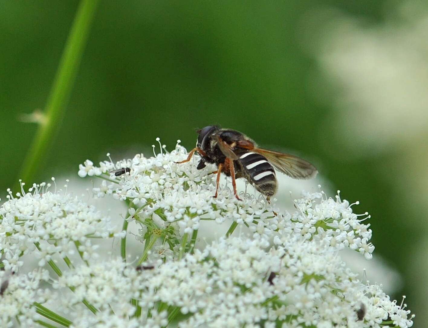 صورة Sericomyia lappona (Linnaeus 1758)