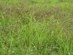 Cyperus nutans var. subprolixus (Kük.) Karth.的圖片