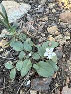 Howellanthus dalesianus (J. T. Howell) Walden & R. Patt. resmi