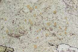 Image de Lecanora hybocarpa (Tuck.) Brodo