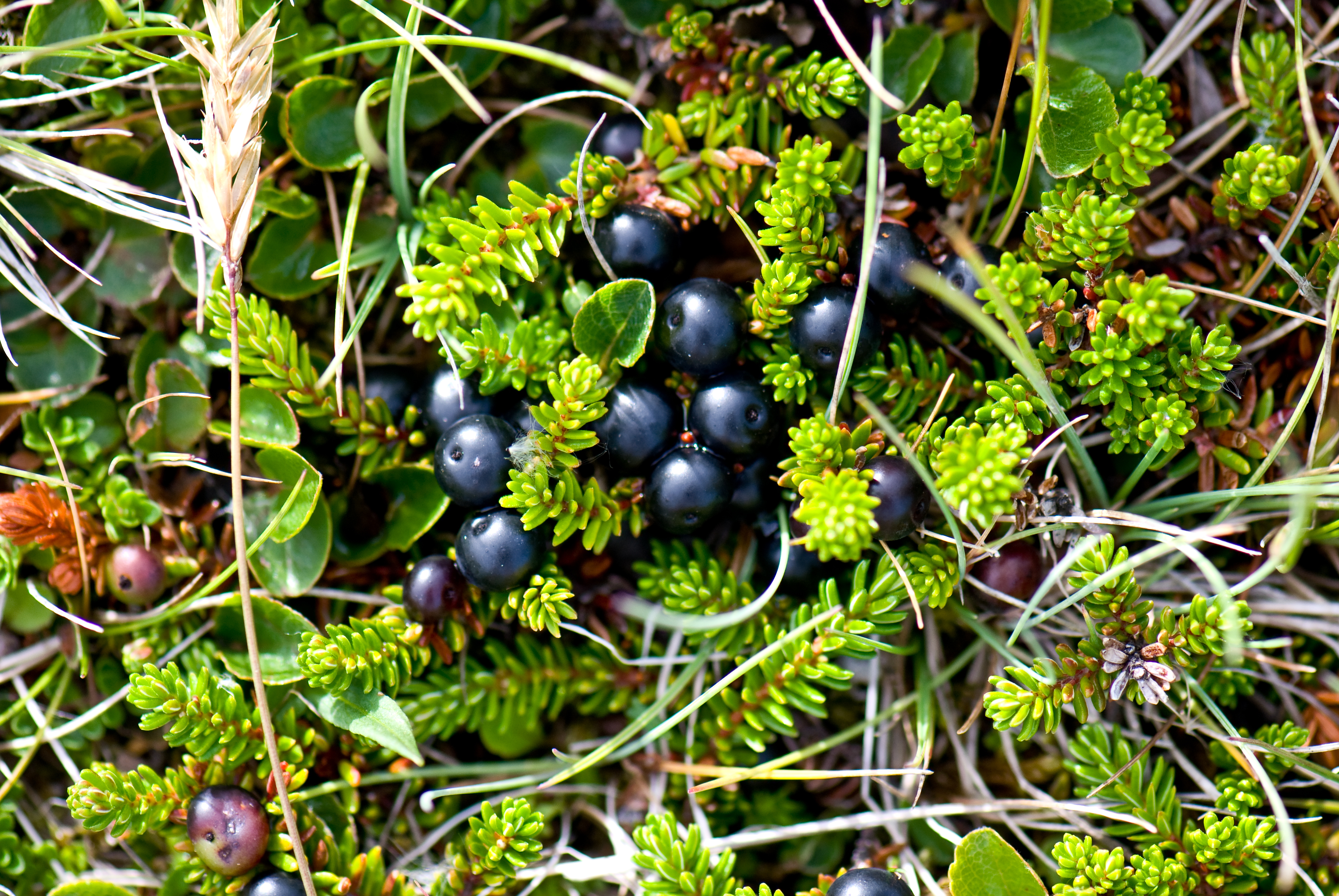 Empetrum nigrum (rights holder: Thomas Quine)