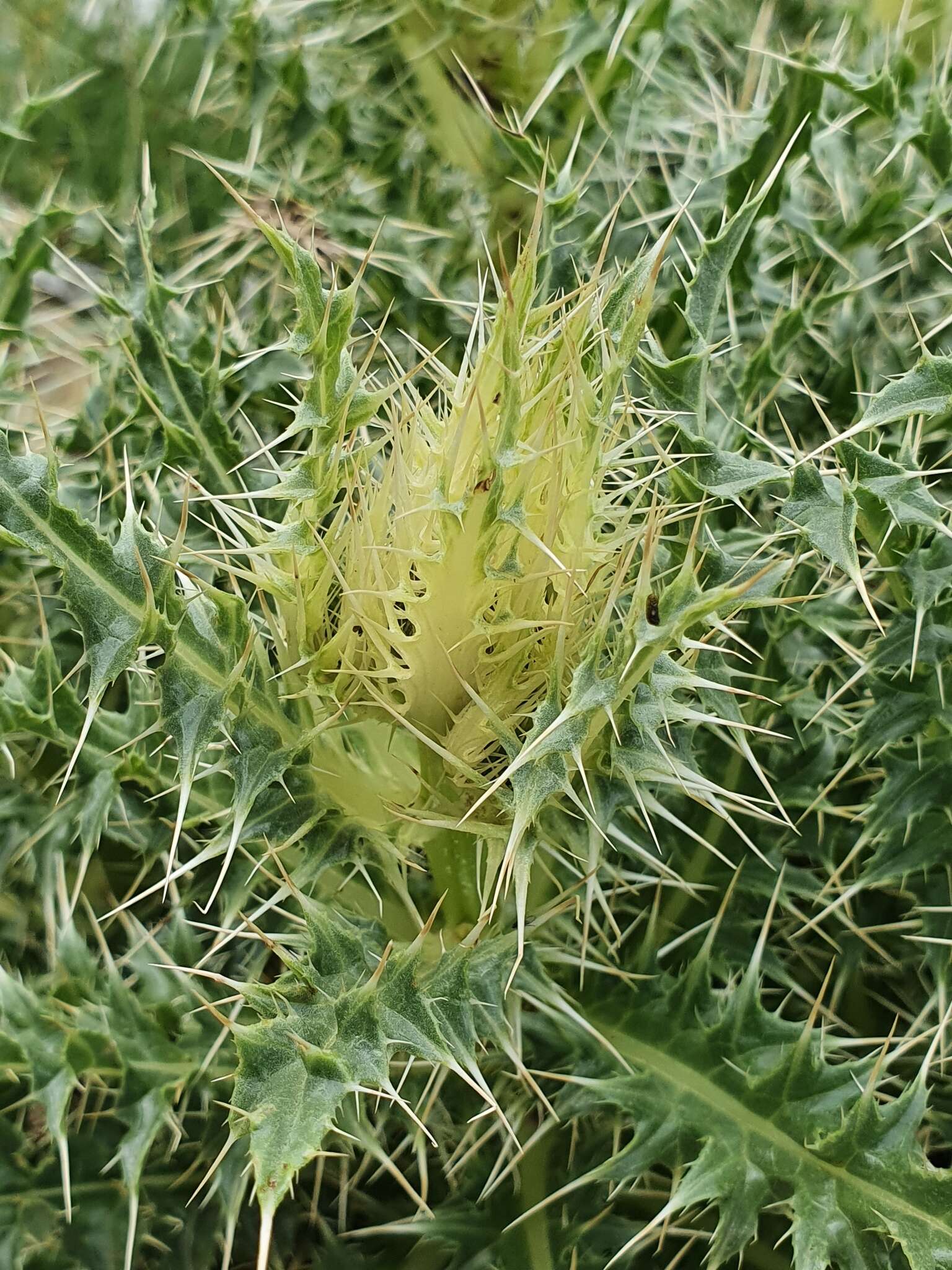 Слика од Cirsium glabrum DC.