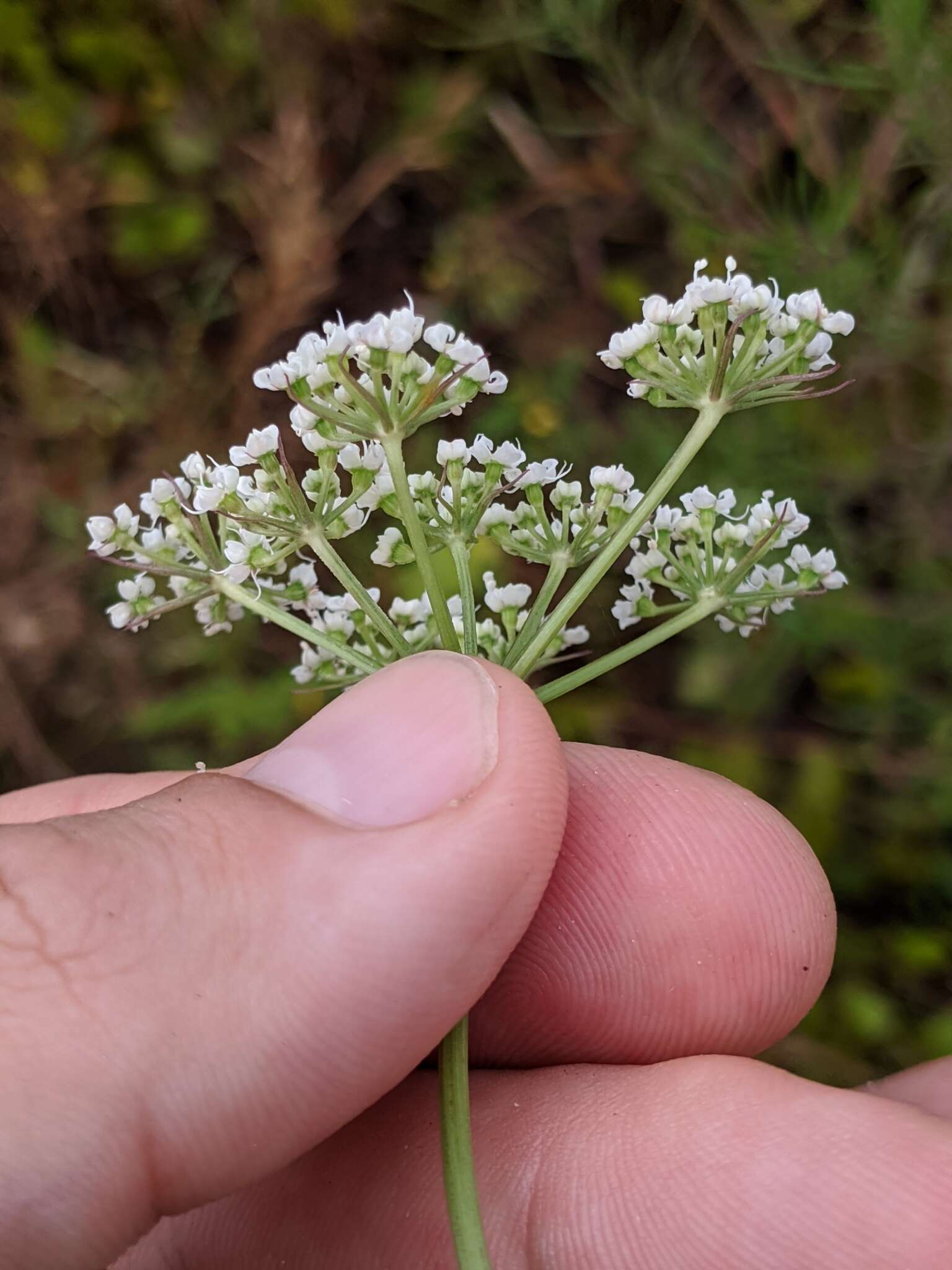 Image of coastal plain angelica