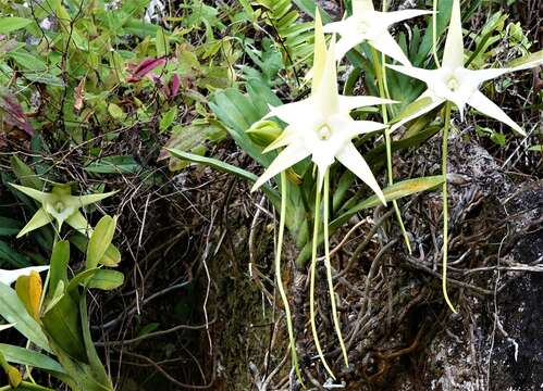 Imagem de Angraecum sesquipedale Thouars