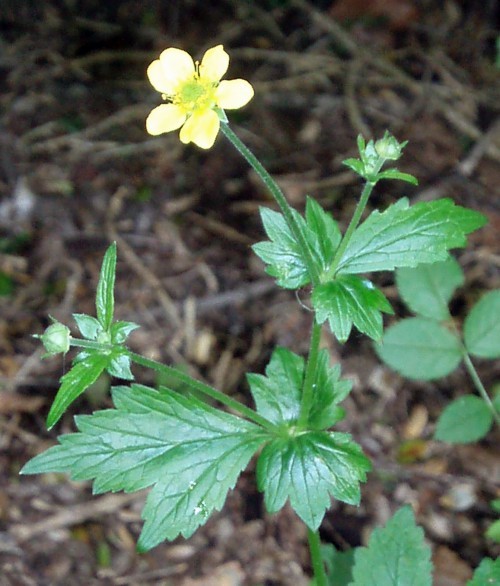 Geum urbanum (rights holder: Brbol)