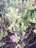 Image of Ruschia maxima (Haw.) L. Bol.