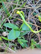 Spiranthes brevilabris var. brevilabris resmi