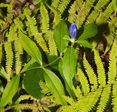 Gentiana austromontana J. S. Pringle & A. J. Sharp resmi