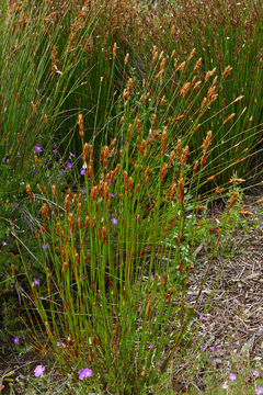 Image of <i>Askidiosperma andreaeanum</i> (Pillans) H. Linder