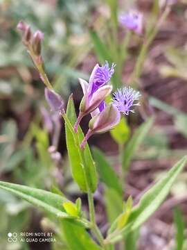 Image de Polygala sibirica L.