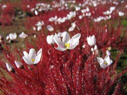 Image of Drosera alba Phill.