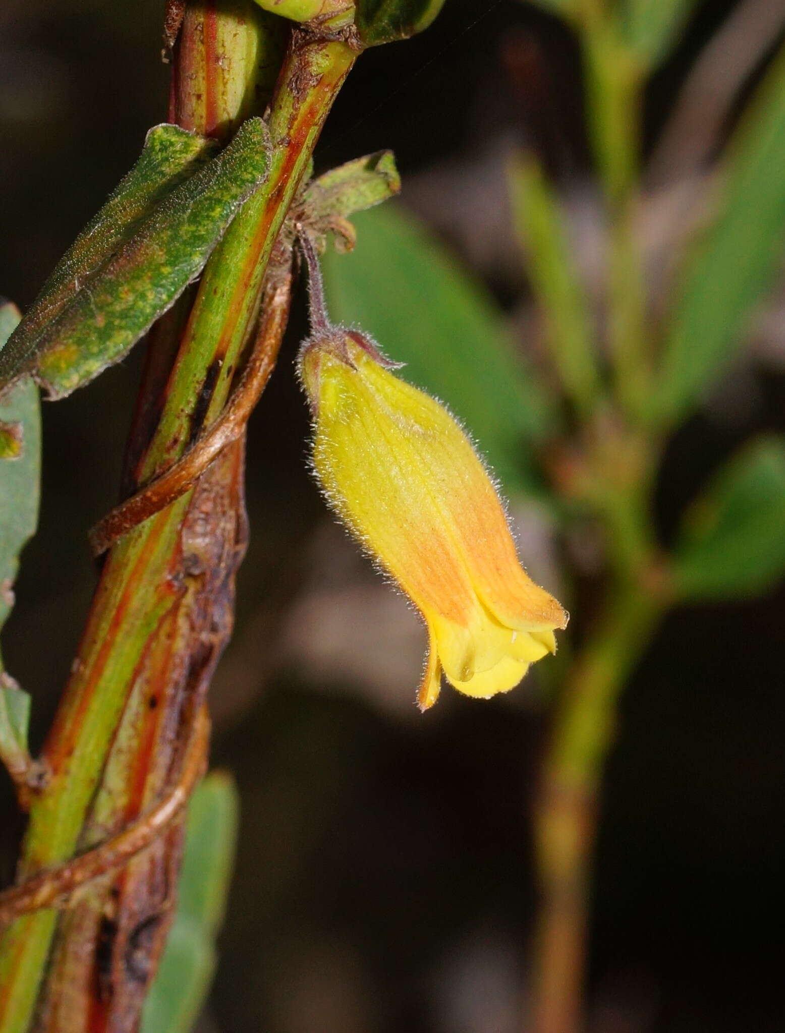 Image de Marianthus bignoniaceus F. Müll.