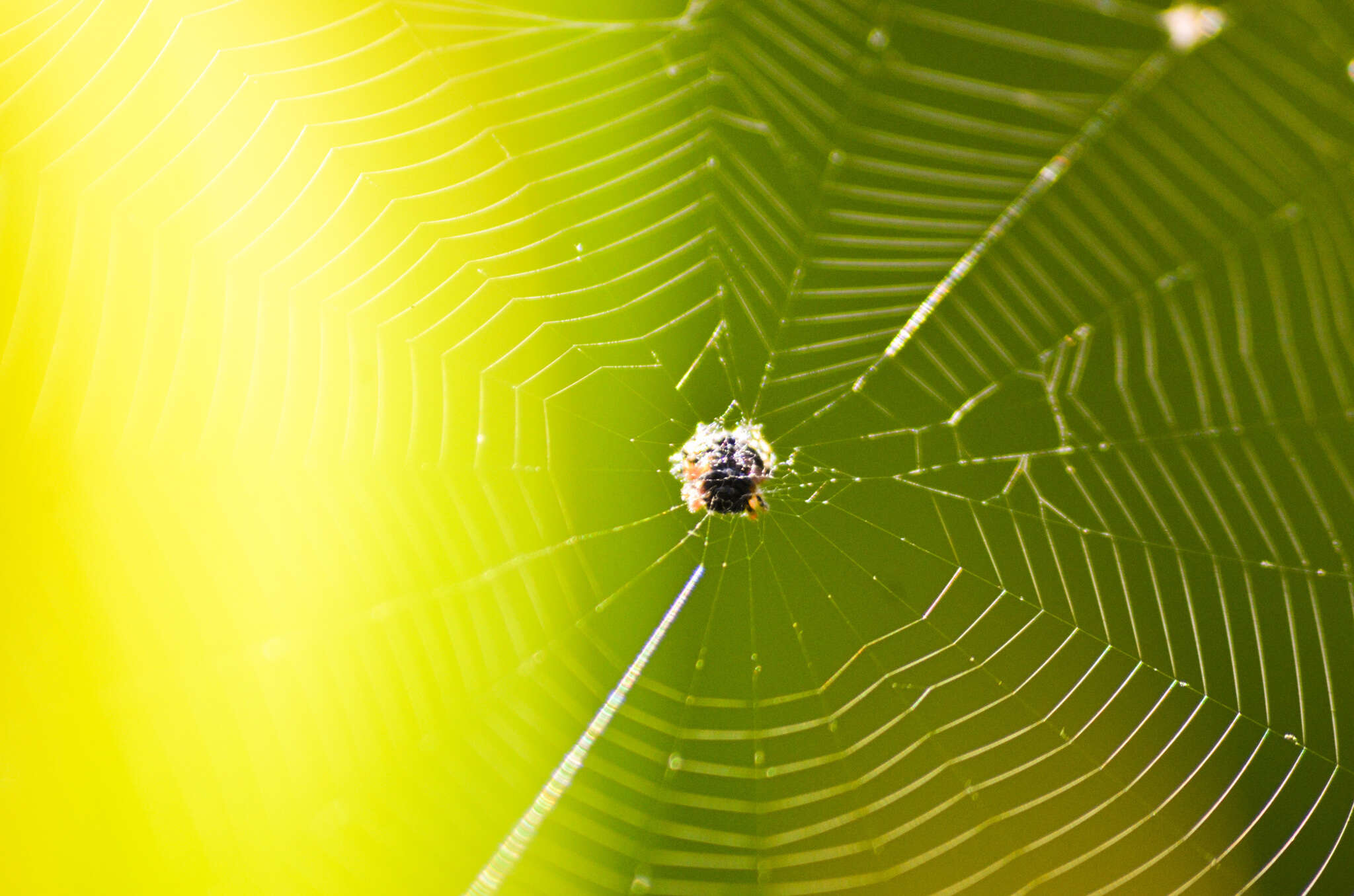 Image of Austracantha