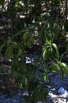 Image of Citharexylum oleinum (Benth. ex Lindl.) Moldenke