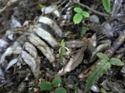 Caladenia nothofageti D. L. Jones, Molloy & M. A. Clem.的圖片