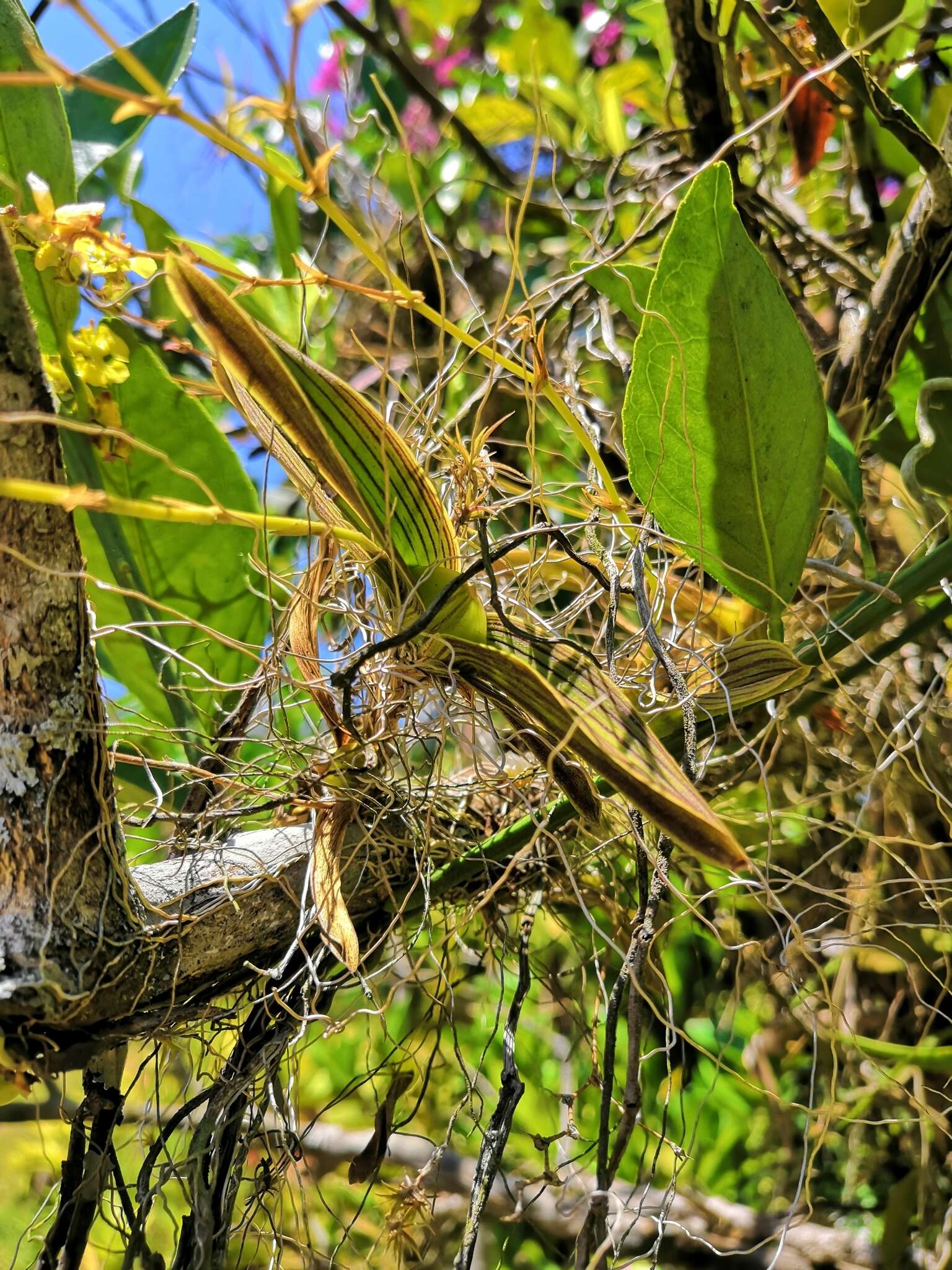 Image of Erycina echinata (Kunth) Lindl.