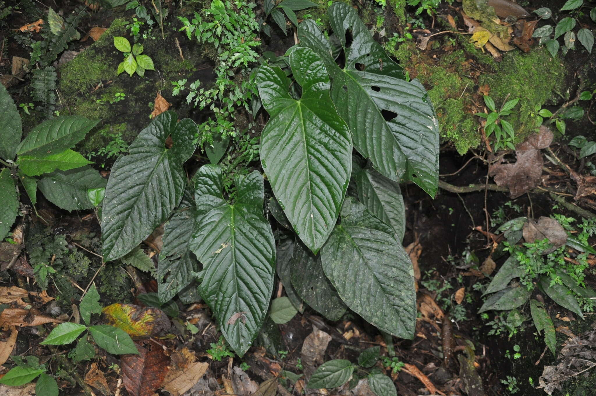 Anthurium ochranthum K. Koch resmi