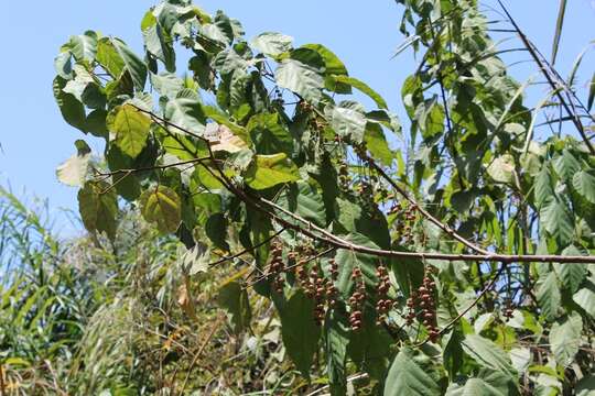 Image of Alchornea cordifolia (Schumach. & Thonn.) Müll. Arg.