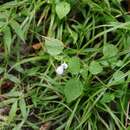 Imagem de Hypoestes triflora (Forssk.) Roem. & Schult.