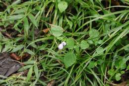 صورة Hypoestes triflora (Forssk.) Roem. & Schult.