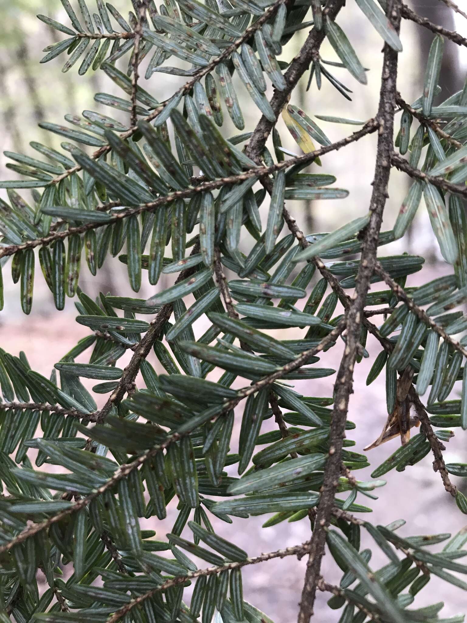 Image of Elongate hemlock scale