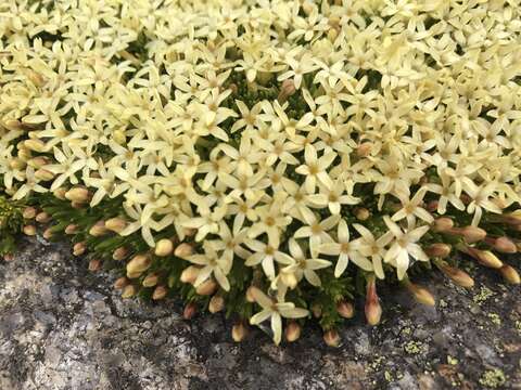 Image of Stackhousia pulvinaris F. Müll.