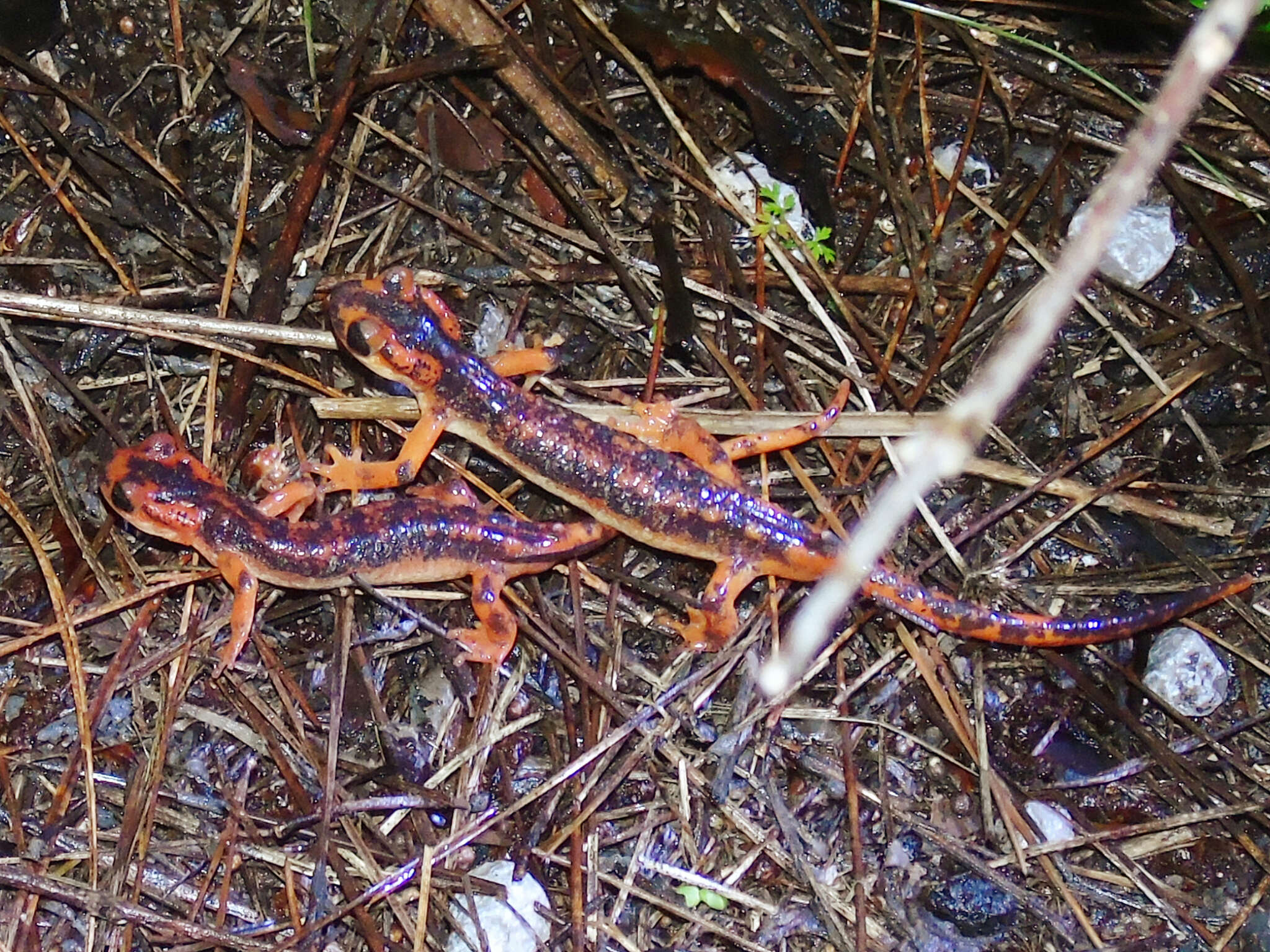 Image of Lyciasalamandra fazilae (Basoglu & Atatür 1975)