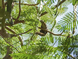 Image of Gray-bellied Squirrel