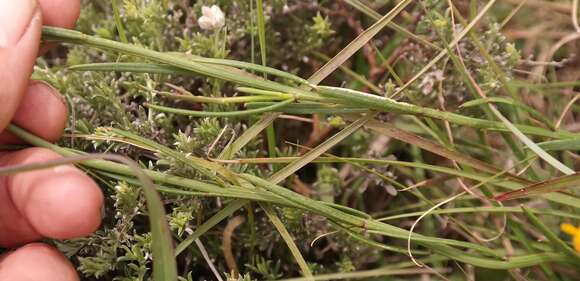 Слика од Heliophila elongata (Thunb.) DC.