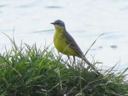 Motacilla flava flava Linnaeus 1758 resmi