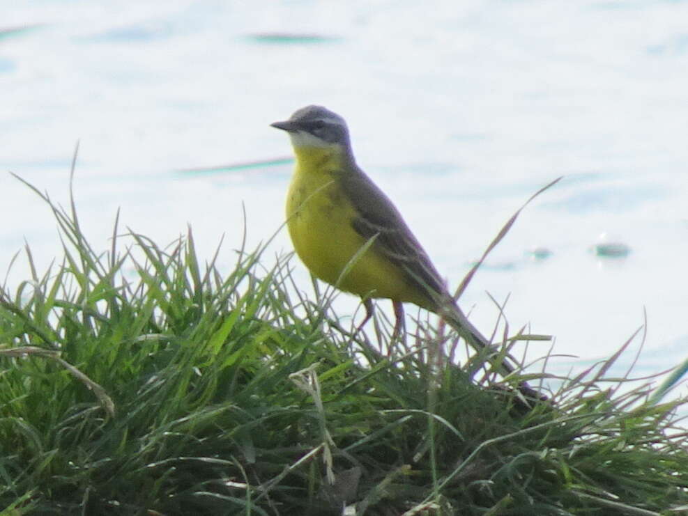 Motacilla flava flava Linnaeus 1758 resmi