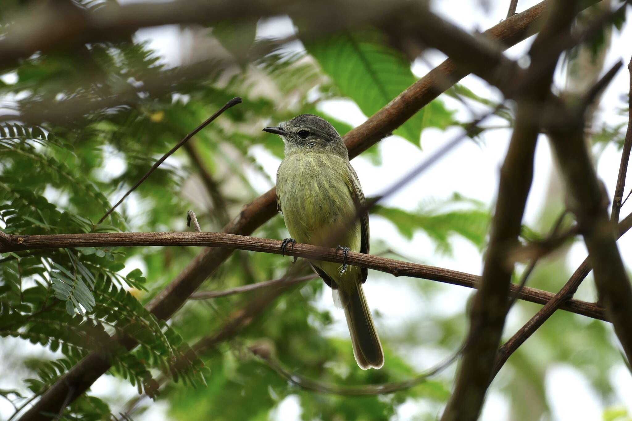 Image of Forest Elaenia