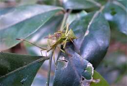 Amblypelta nitida Stål 1873的圖片