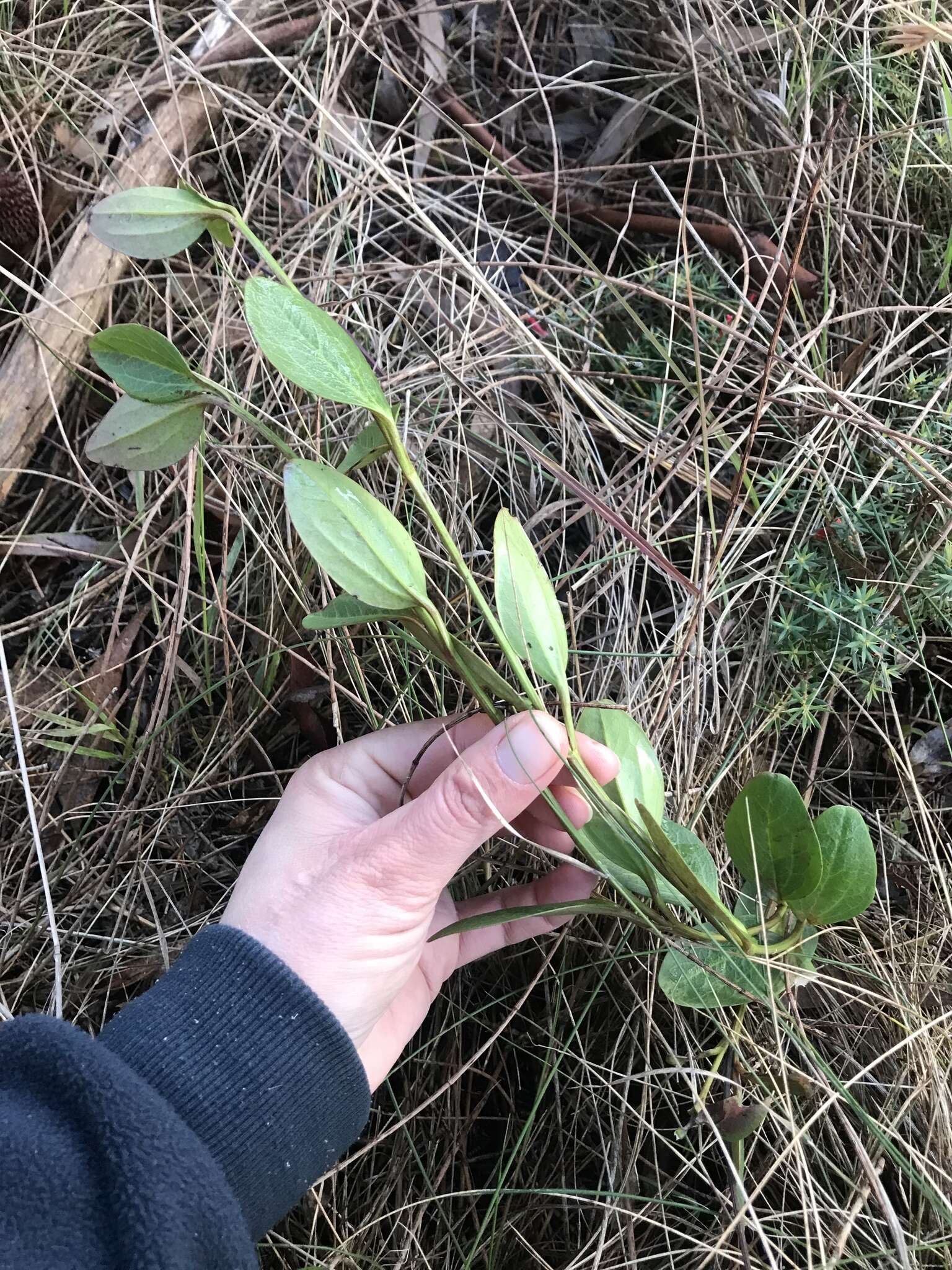 Image of Clematis gentianoides DC.