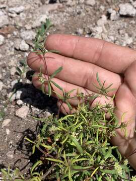 Image of wirestem buckwheat