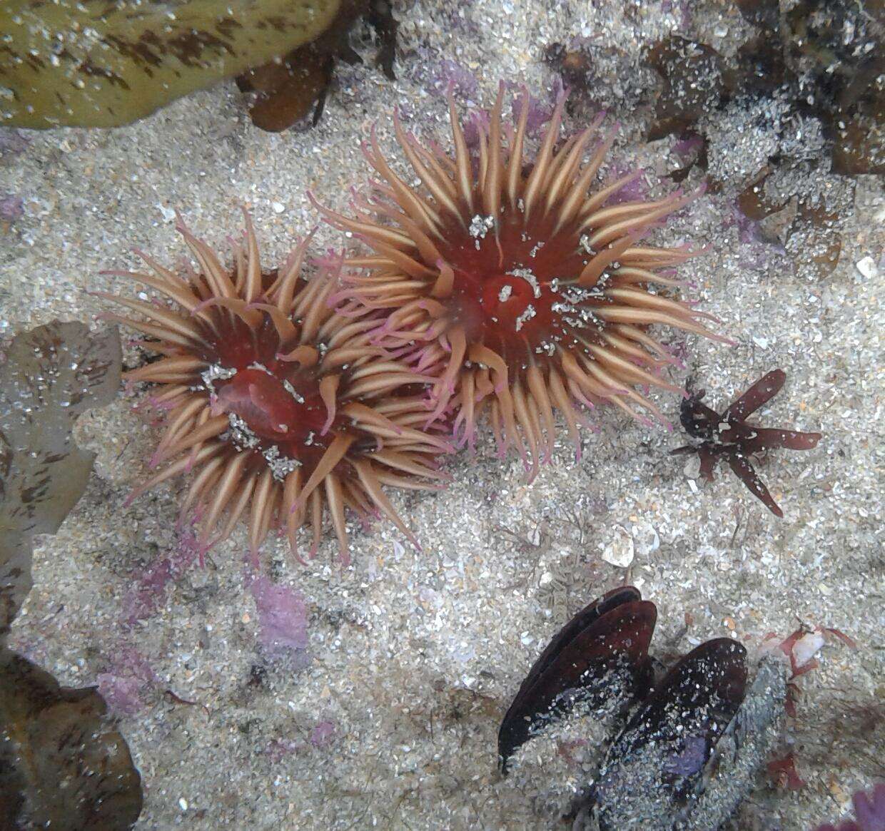 Image of False plum anemone