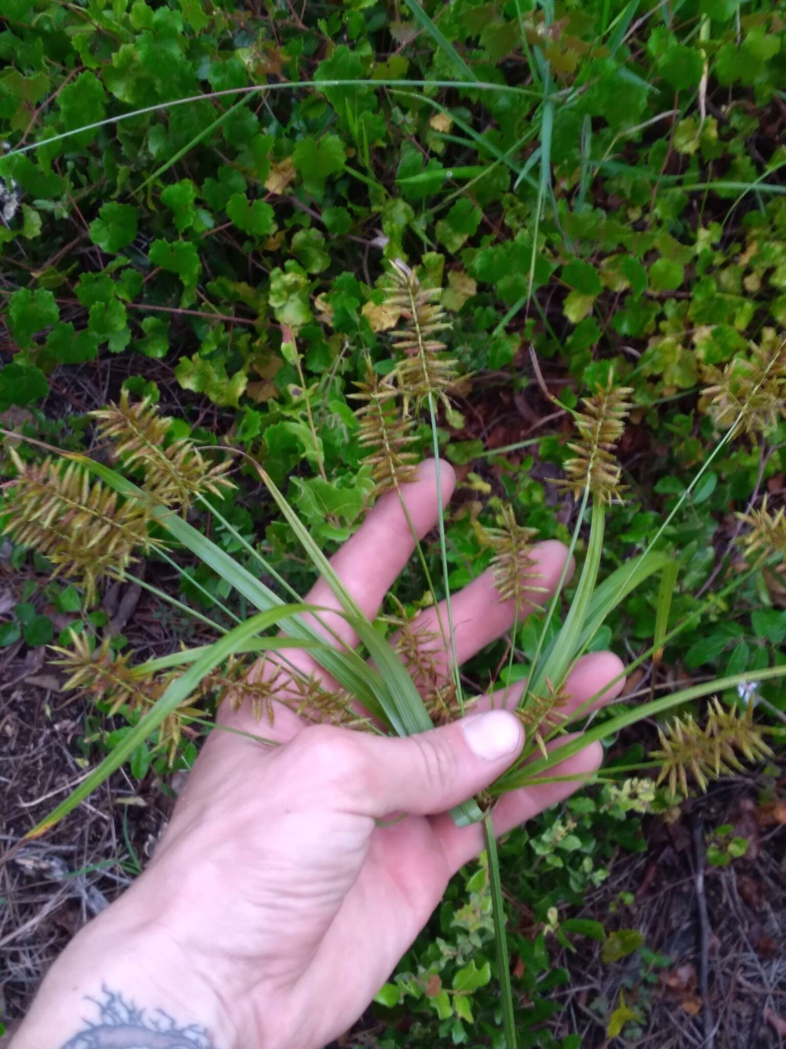 Слика од Cyperus tetragonus Elliott