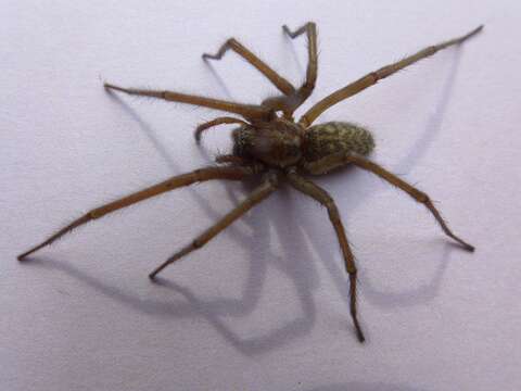 Image of Giant House Spider